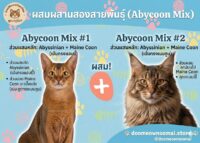 Abyssinian-Maincoon