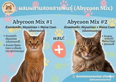 Abyssinian-Maincoon