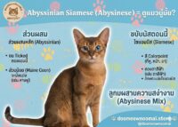 Abyssinian-Siamese