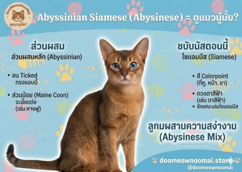 Abyssinian-Siamese