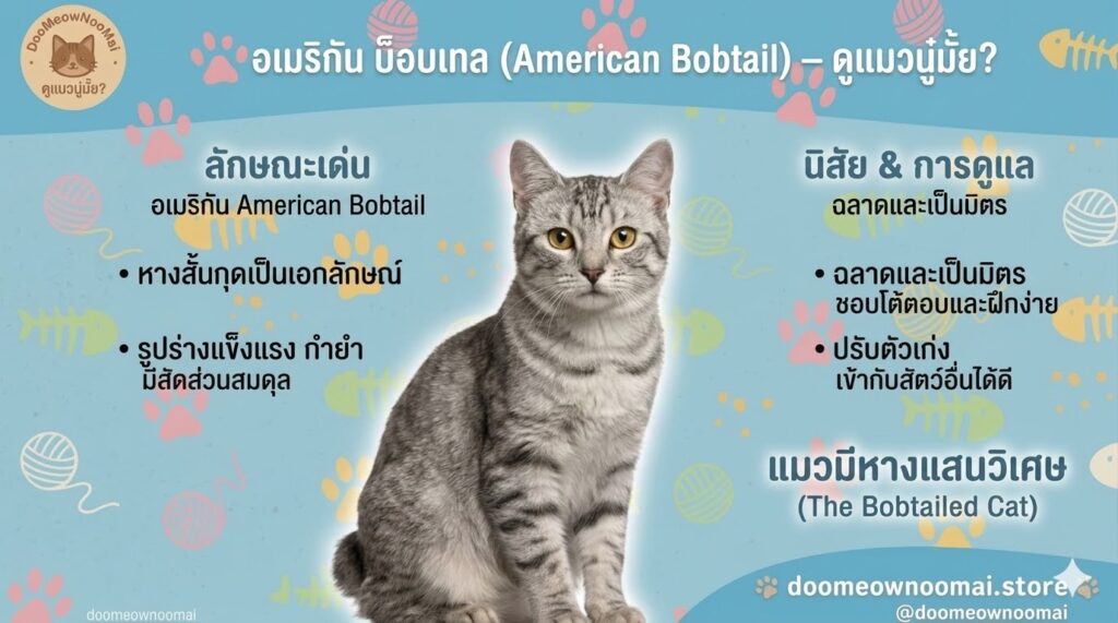 American Bobtail