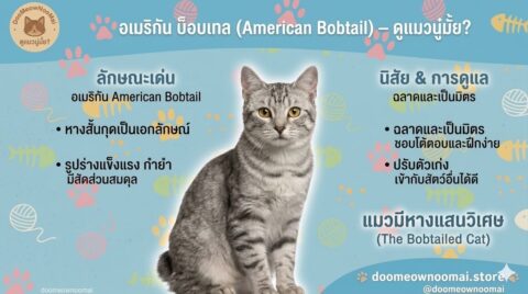 American Bobtail